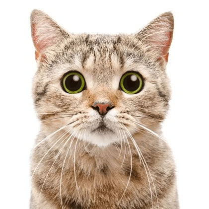 阿巴基猫 あばき猫